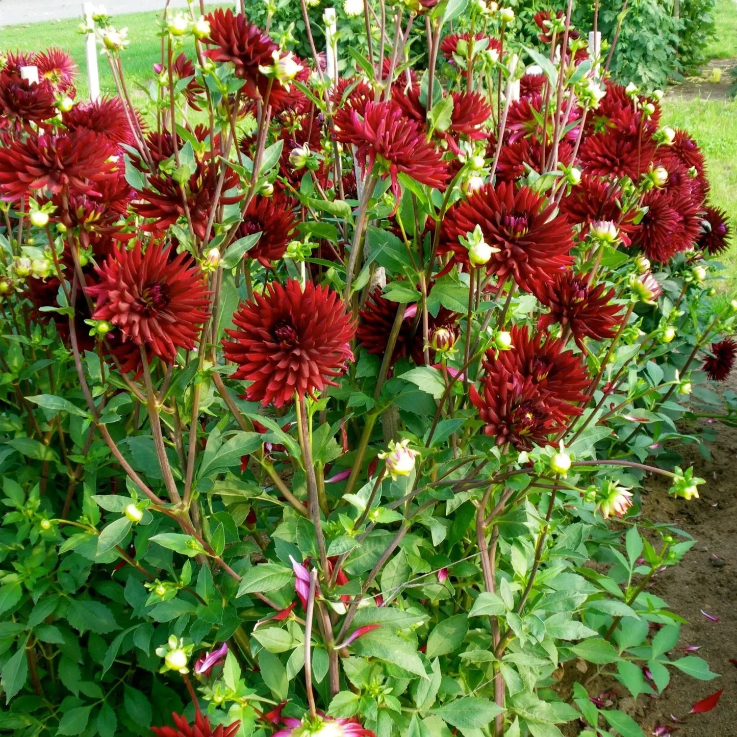 DAHLIA CHAT NOIR