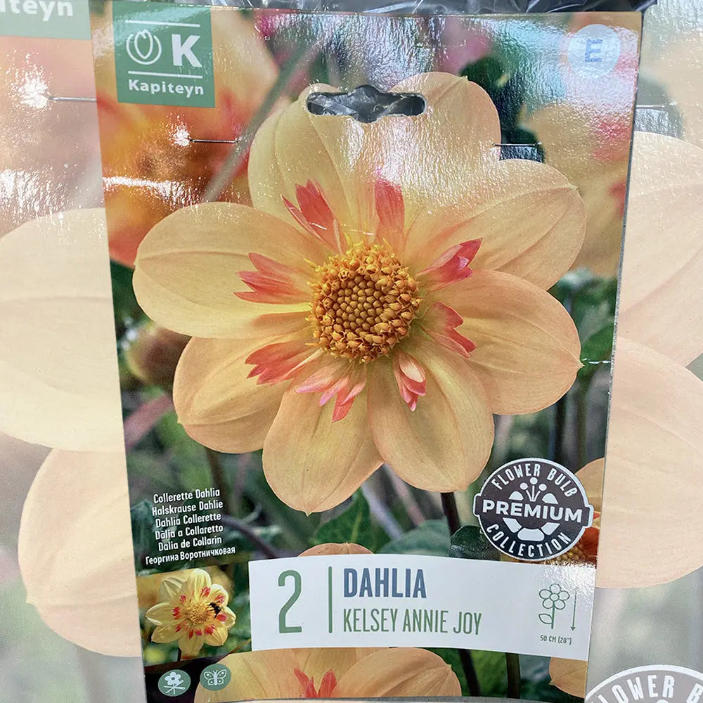 DAHLIA COLLERETTE KELSEY ANNIE JOY