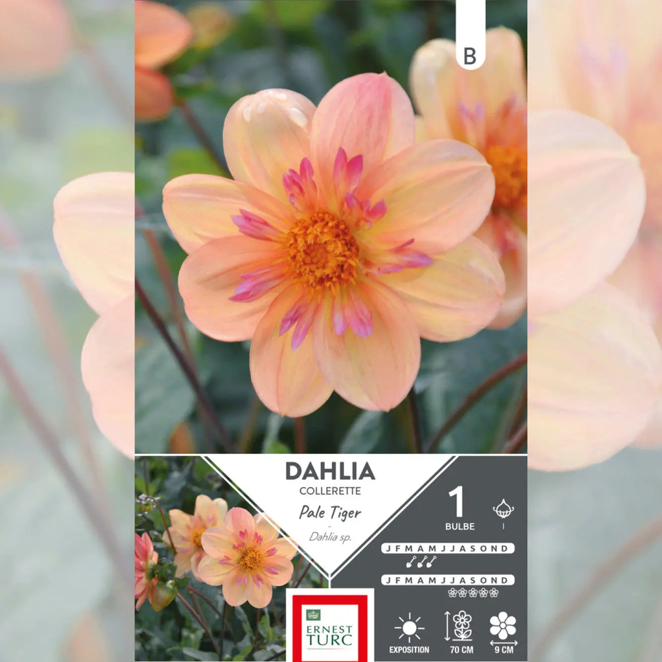 DAHLIA COLLERETTE PALE TIGER
