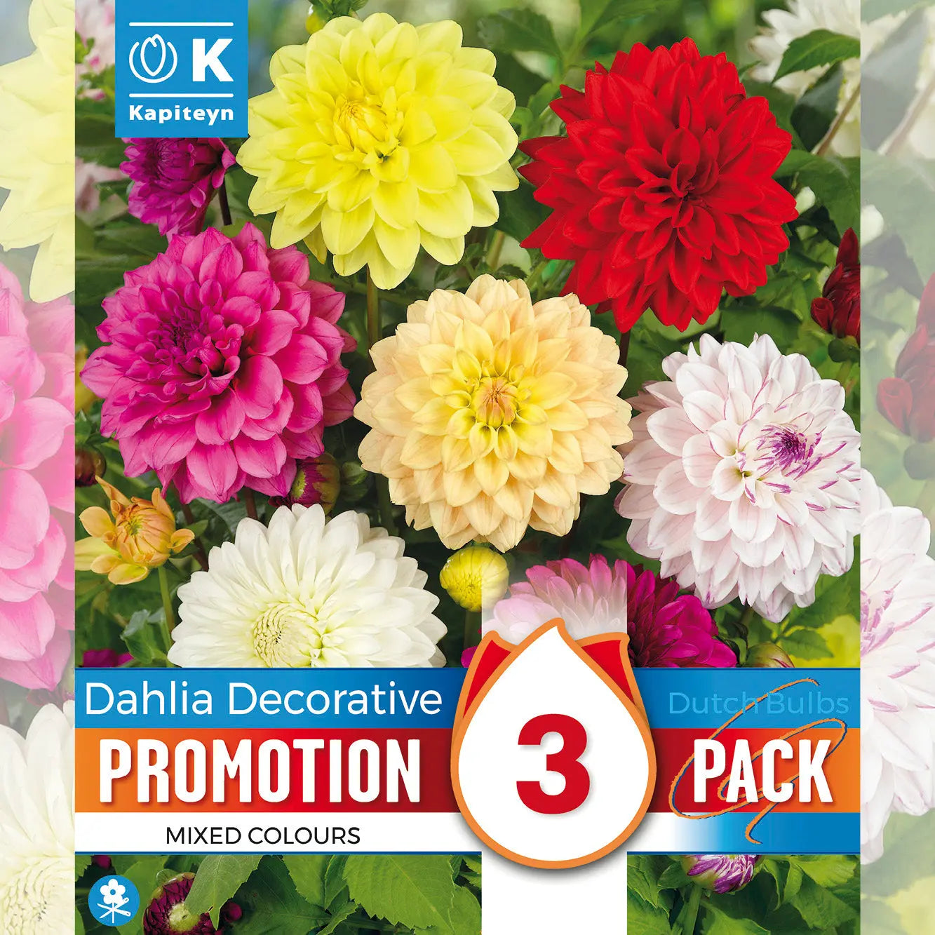 DAHLIA DECORATIF EN MELANGE