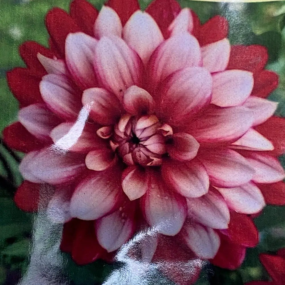 DAHLIA DECORATIF LARRY'S LOVE AB