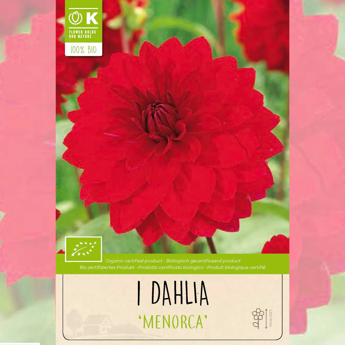 DAHLIA DECORATIF MENORCA AB