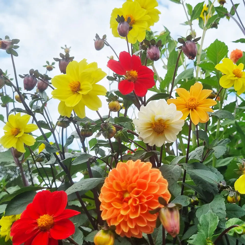 DAHLIA EN MELANGE