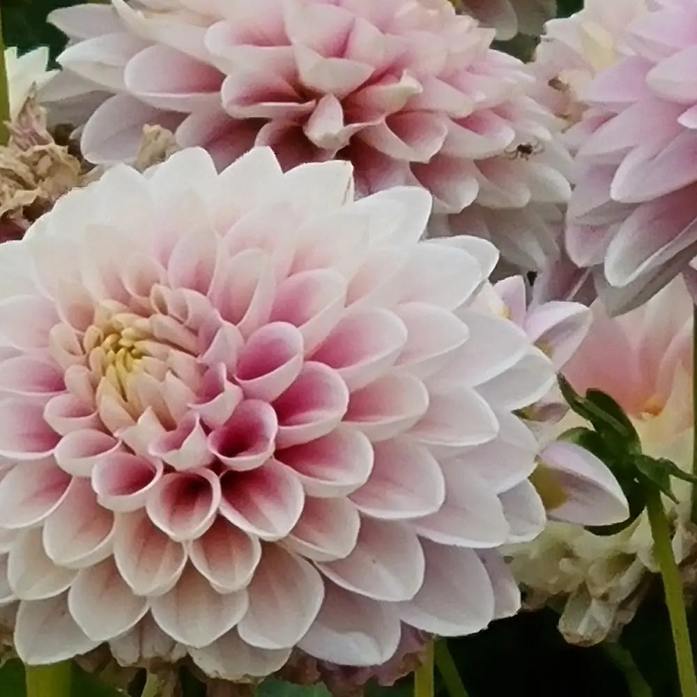 DAHLIA FAYE