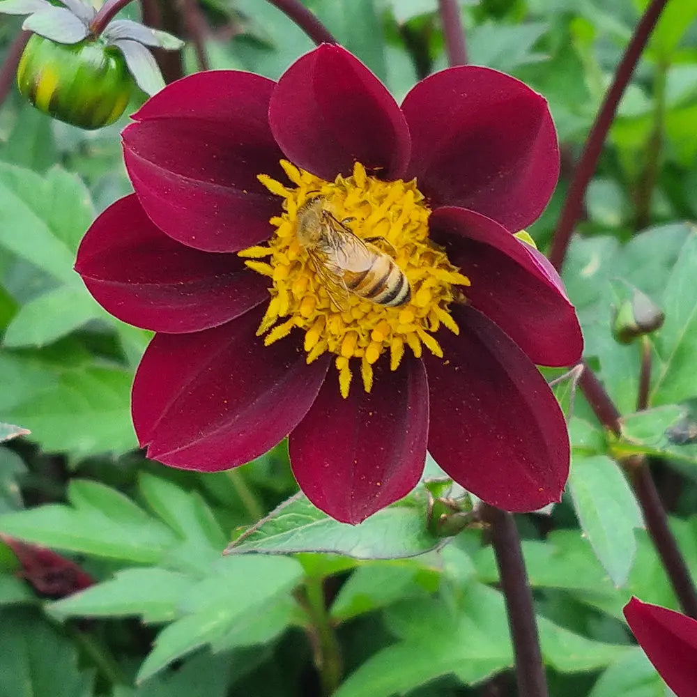 DAHLIA MEXICAN STAR