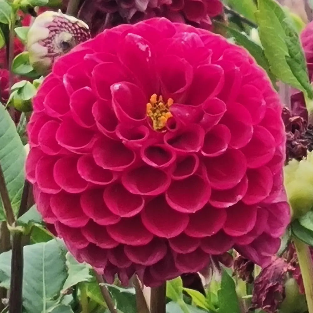 DAHLIA NATAL