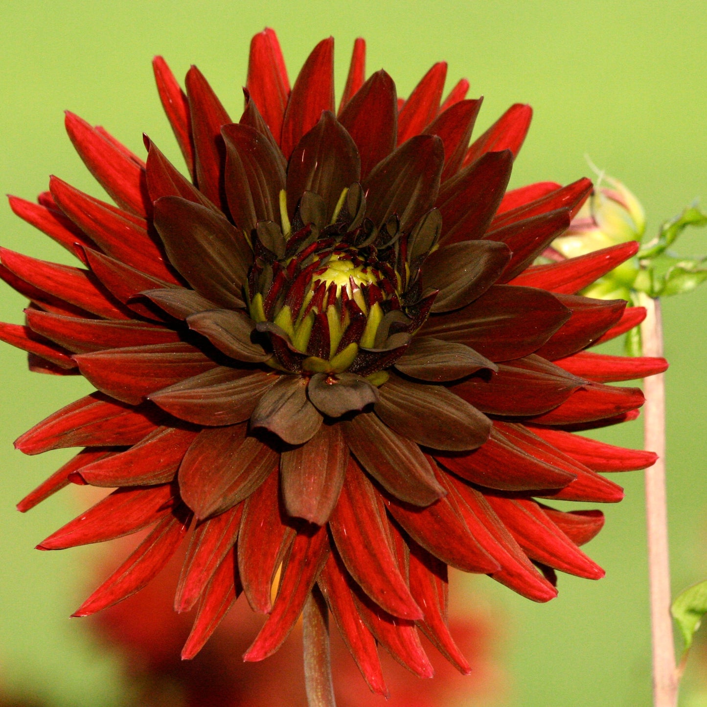DAHLIA CHAT NOIR