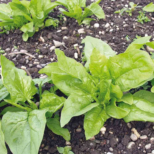 EPINARD PREMIERE RECOLTE AB - PLANT