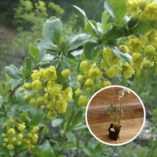 EPINE VINETTE AB - PLANT