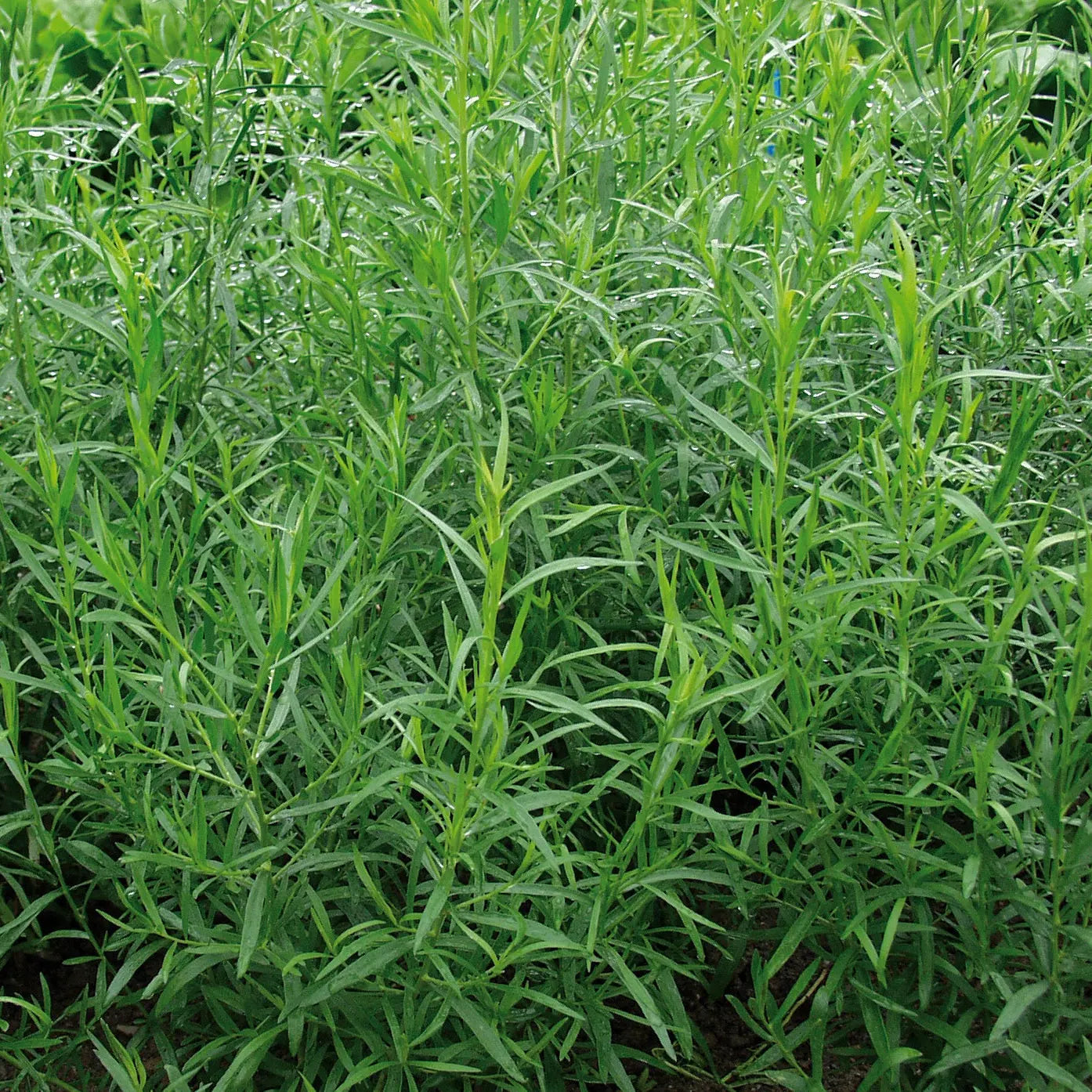 ESTRAGON VIVACE DIT FRANÇAIS AB - PLANT