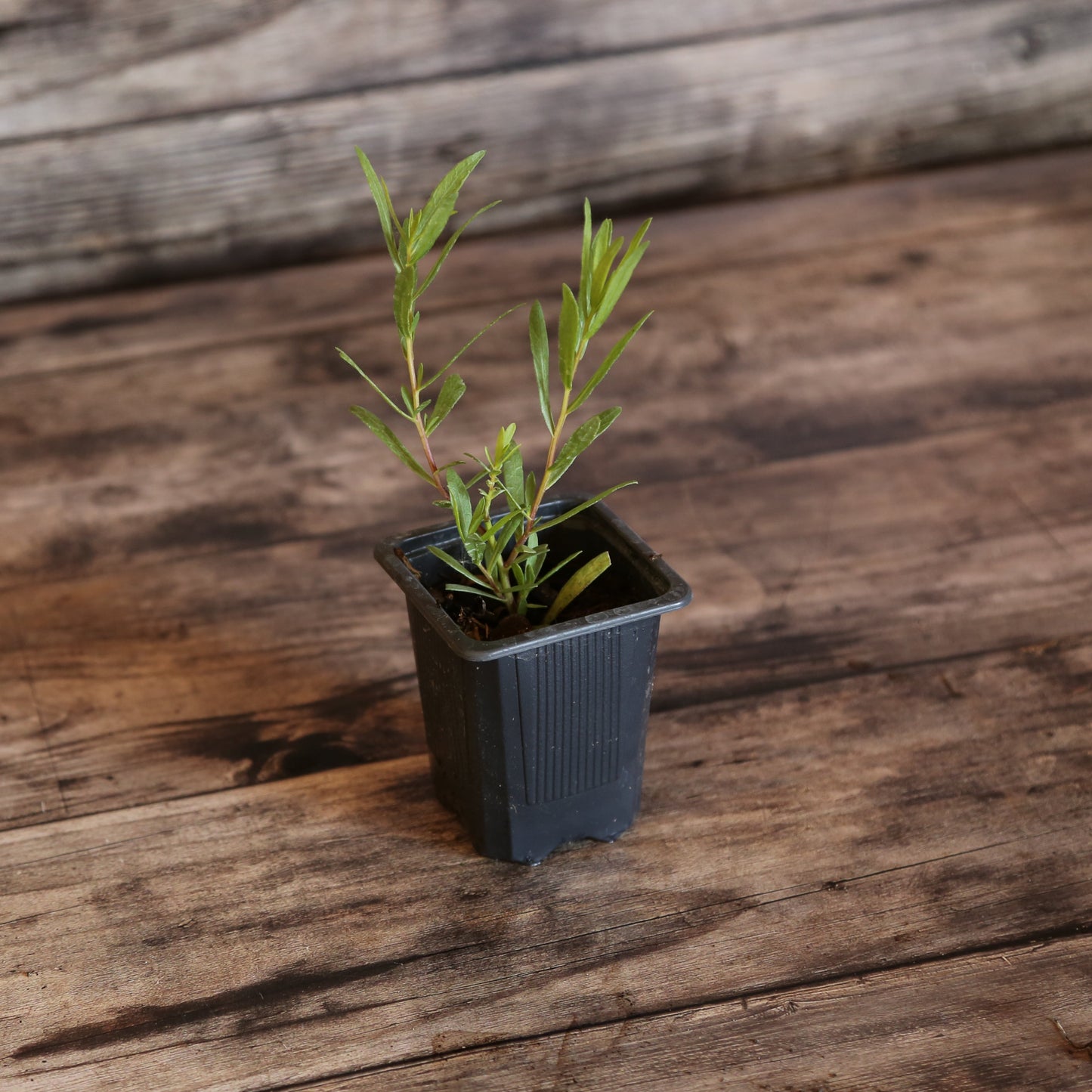 ESTRAGON VIVACE DIT FRANCAIS AB - PLANT