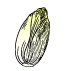 Endivien (Wurzeln)