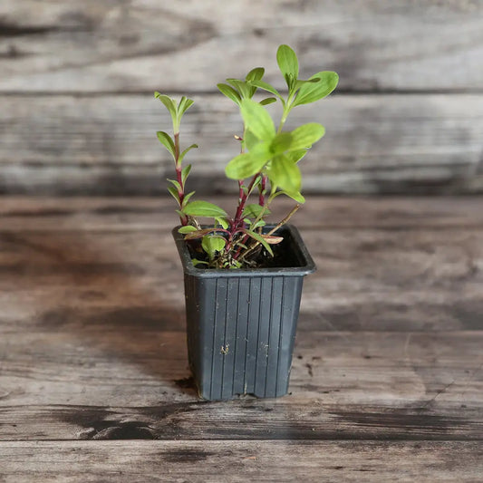 FLEUR A SAVON SAPONARIA OFFICINALIS  - PLANT
