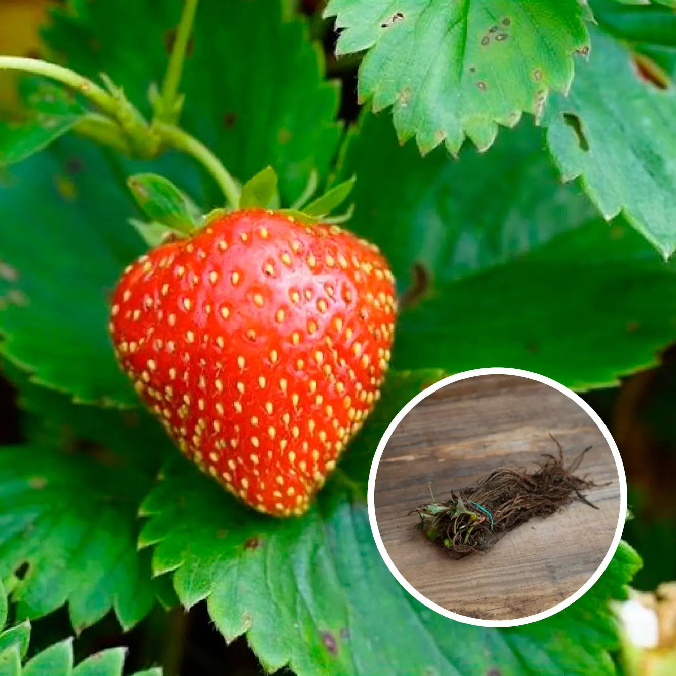 FRAISIER CHARLOTTE AB (13 plants en racine nues)