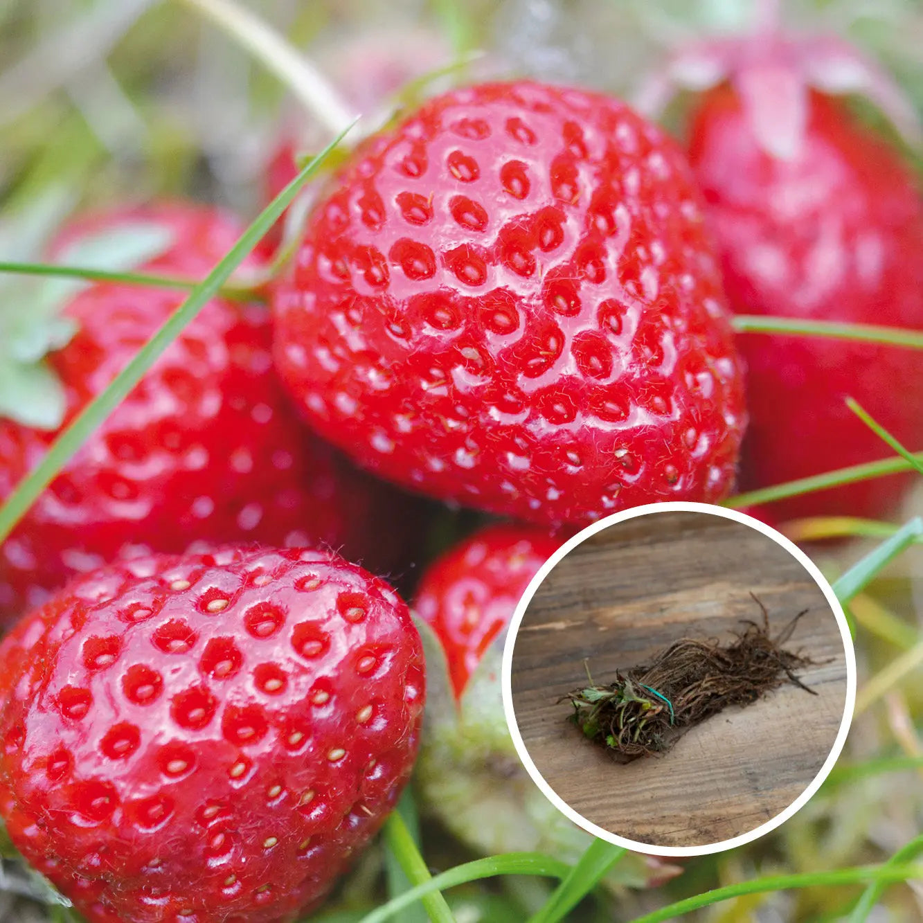 FRAISIER MADAME MOUTOT AB (13 plants en racine nues)