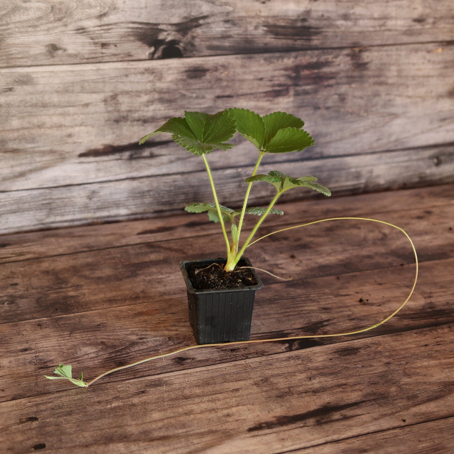 FRAISIER CANDISS AB - PLANT