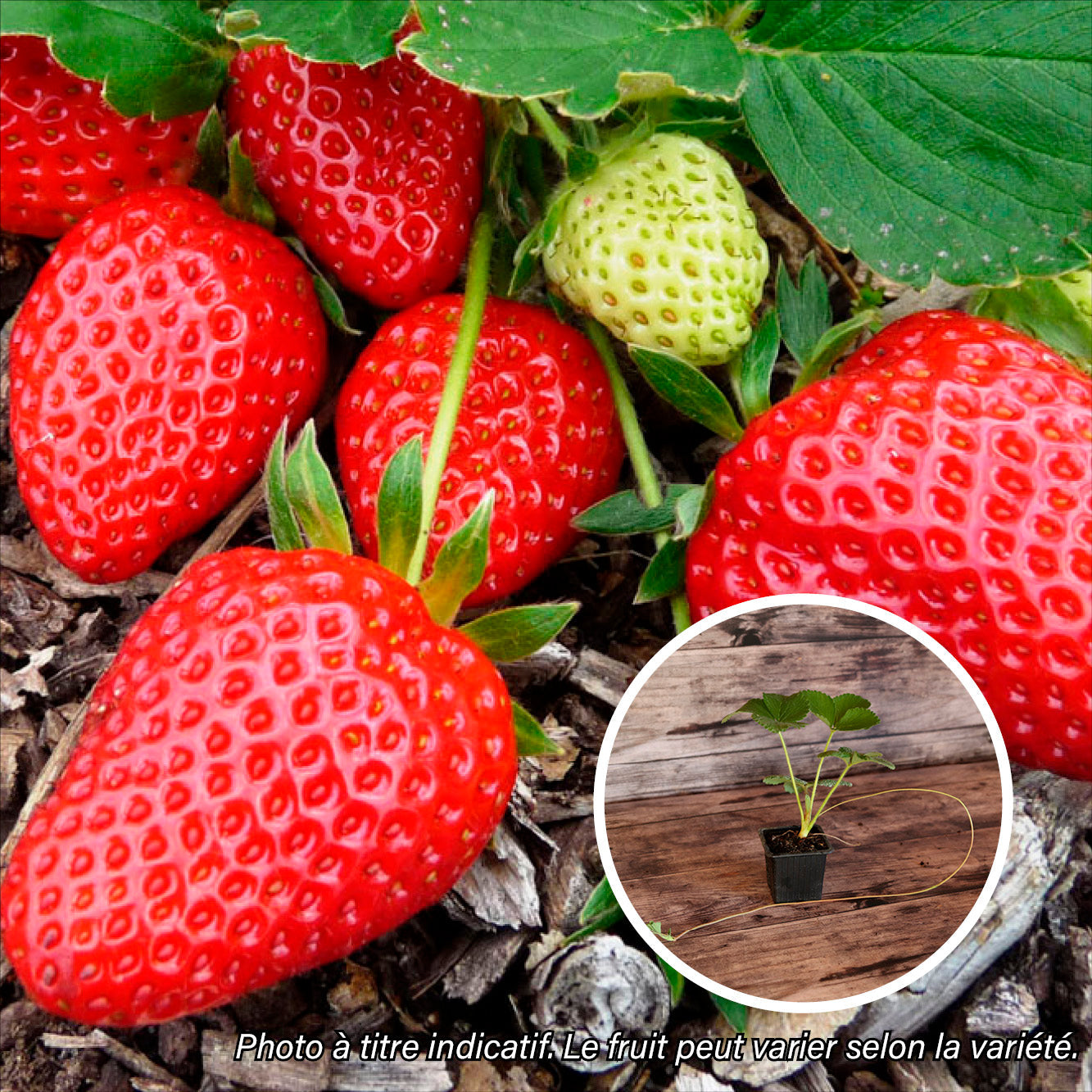 FRAISIER CANDISS AB - PLANT