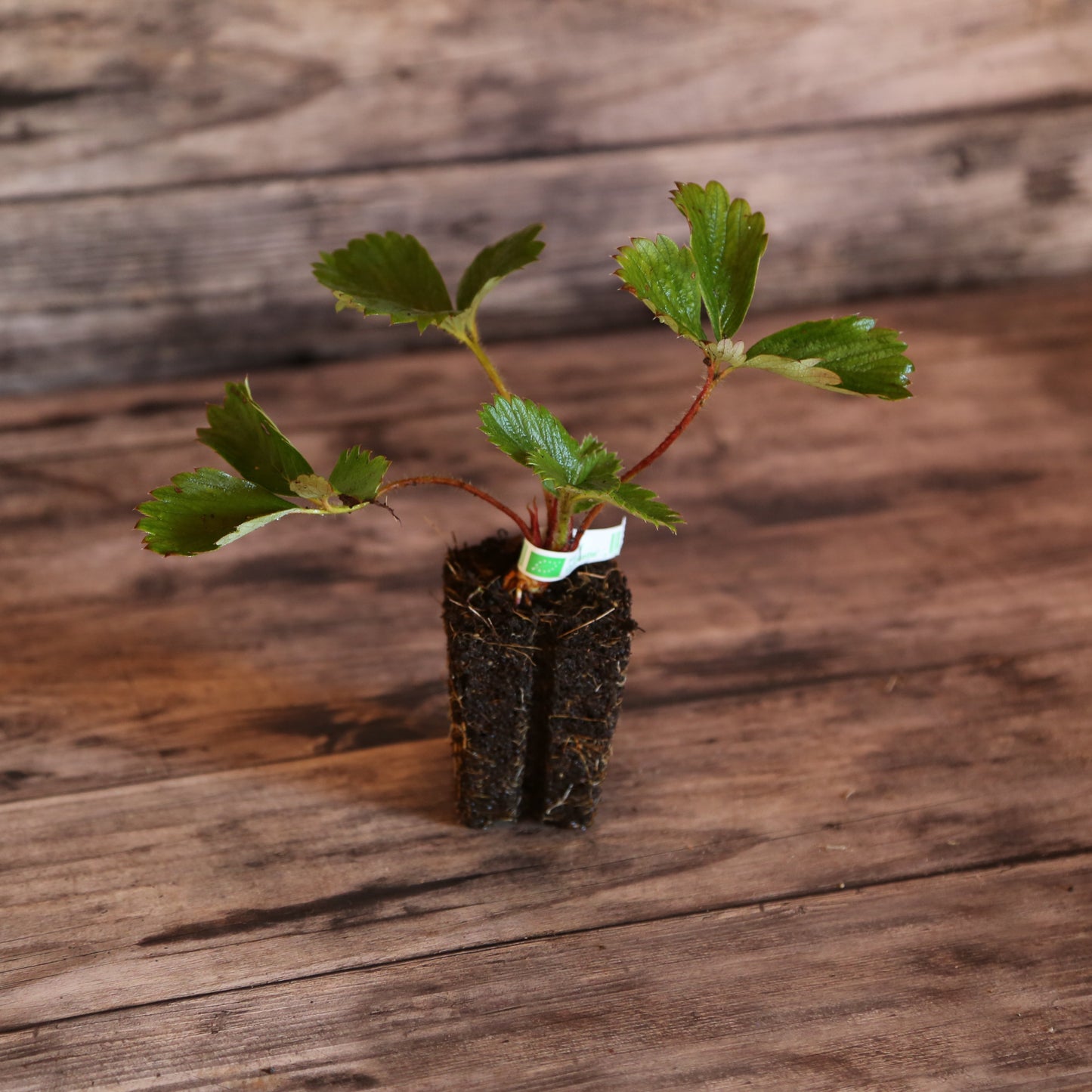 FRAISIER SENGA® 'Sengana' AB - MOTTE