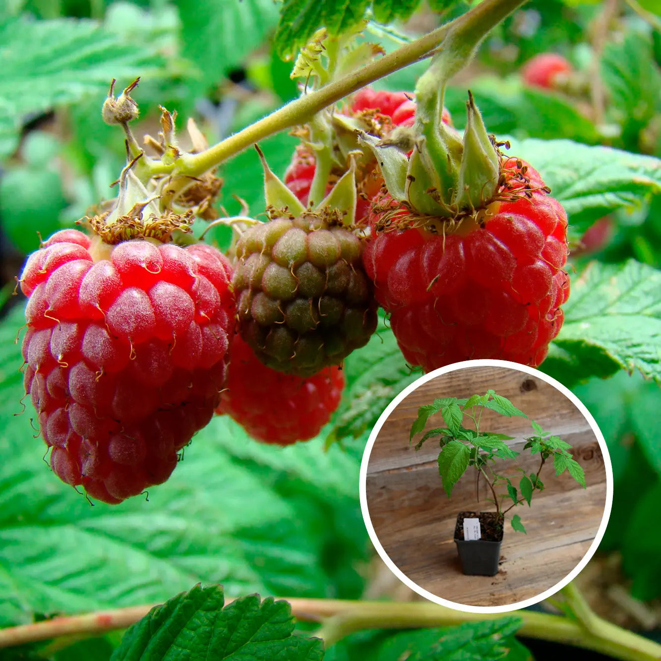 FRAMBOISIER ROUGE SCHOENEMANN AB - PLANT