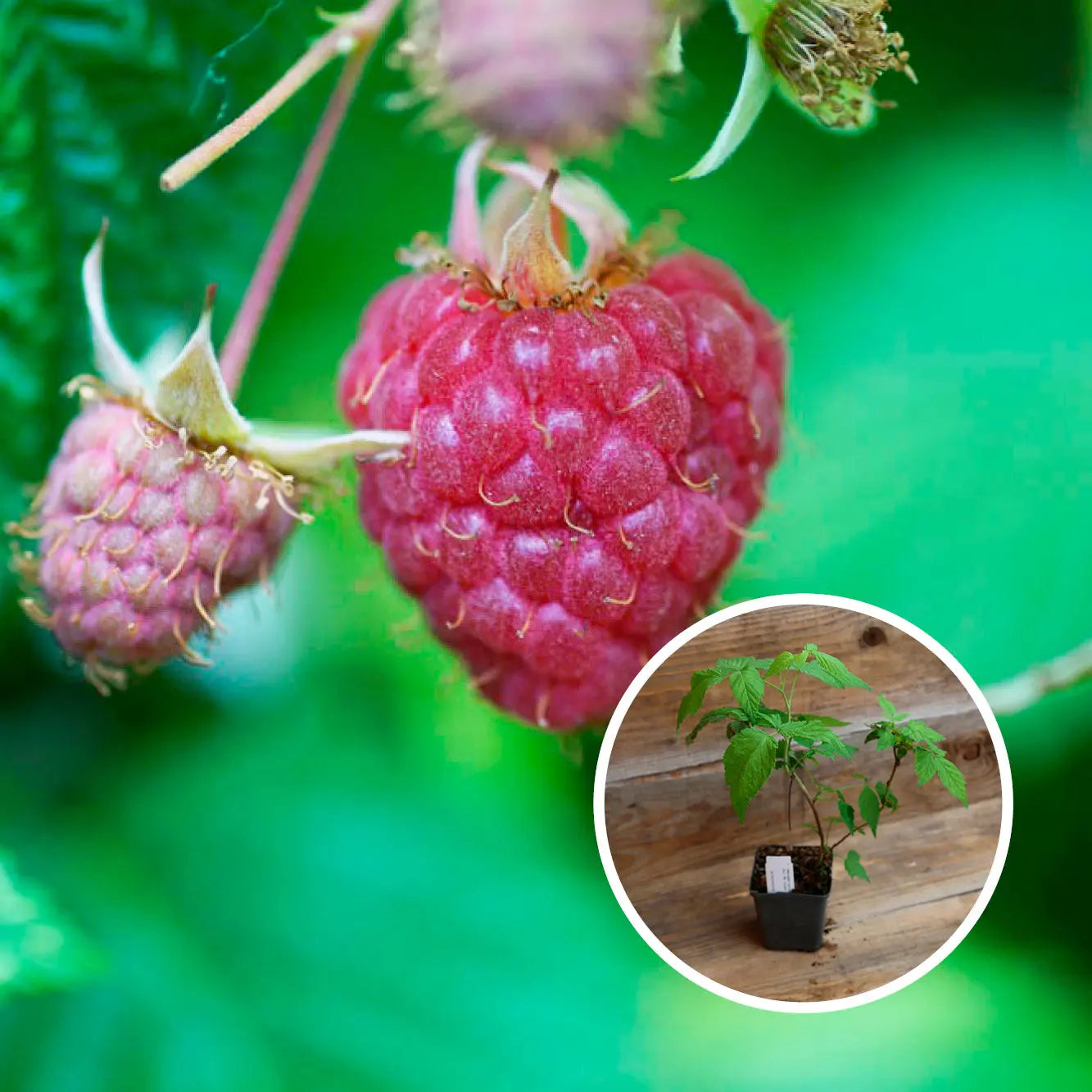 FRAMBOISIER TOPLA AB - PLANT