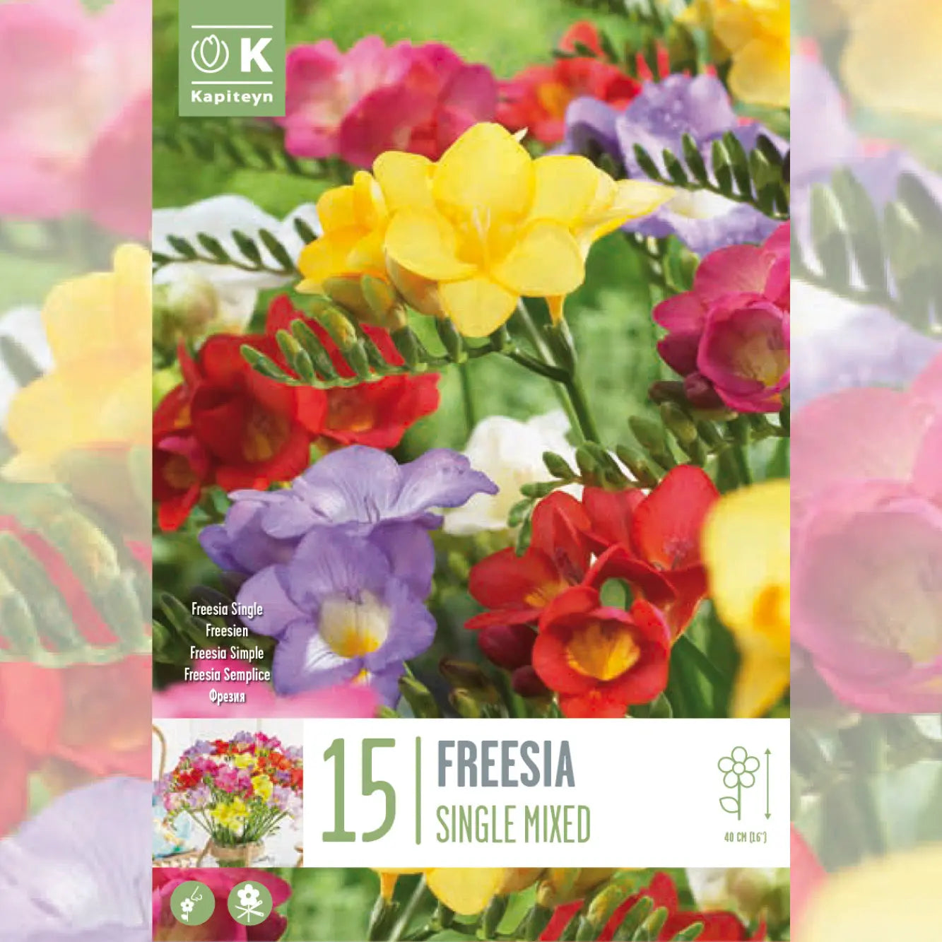 FREESIA SINGLE MELANGE COLOURS