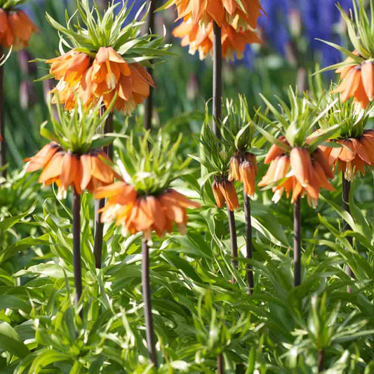 FRITILLAIRE IMPERIALIS RUBRA