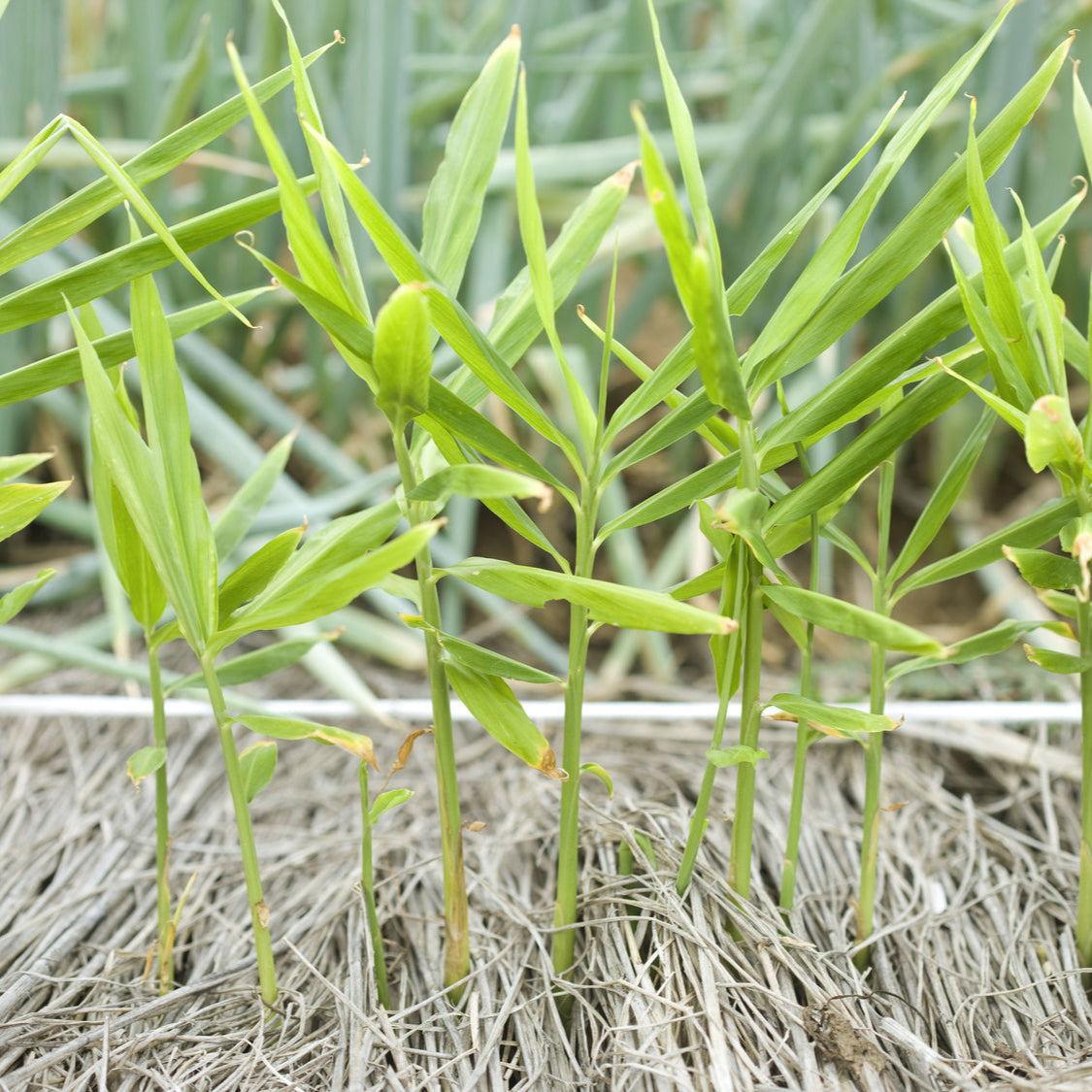 GINGEMBRE JAPONAIS RUSTIQUE AB - PLANT