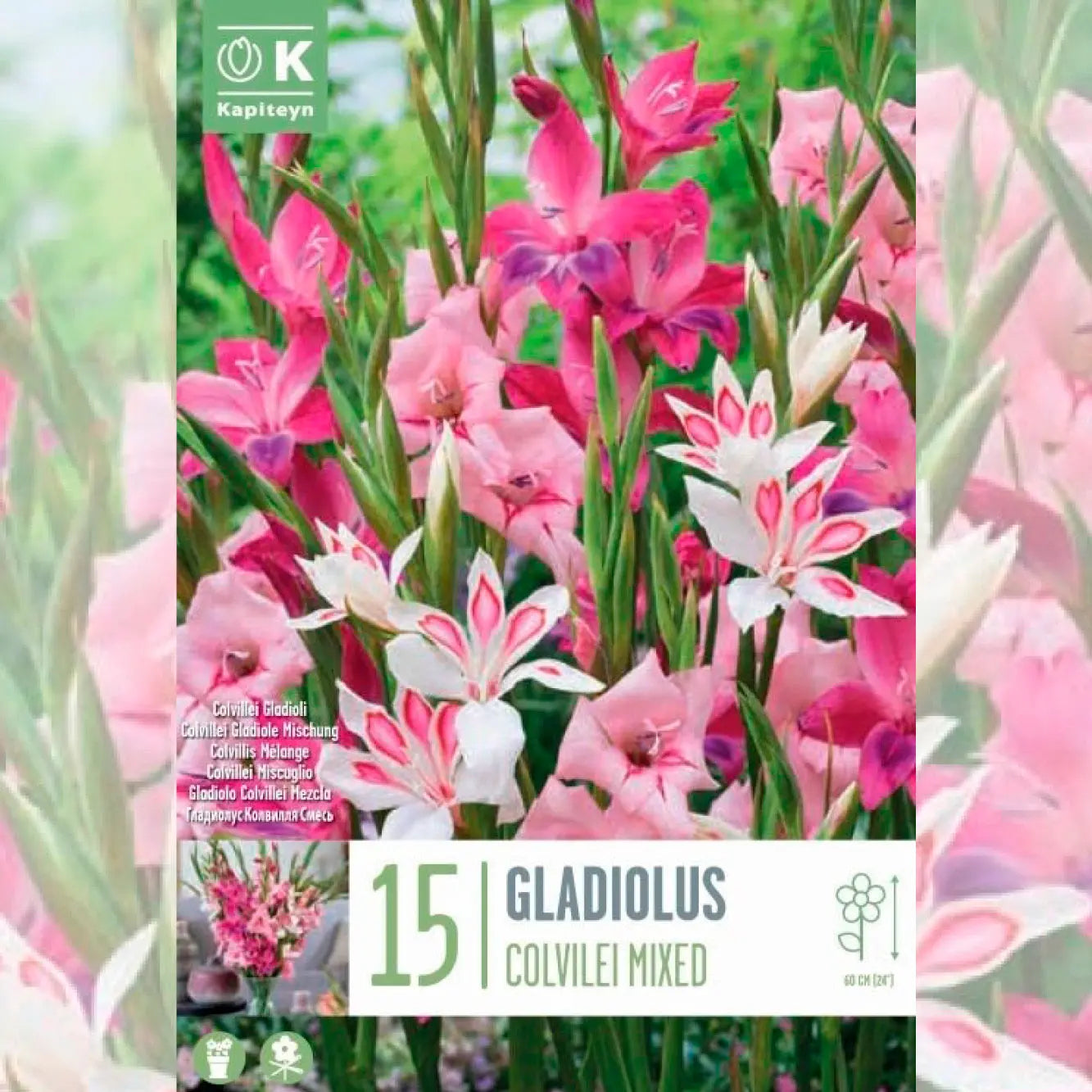 GLAÏEULS COLVILLEI EN MÉLANGE
