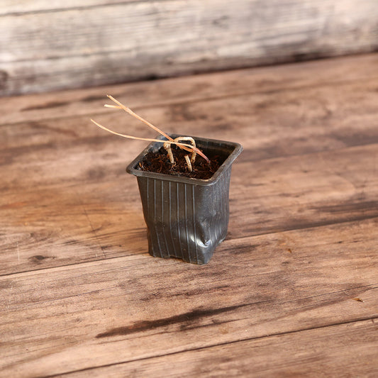 GLYCINE TUBEREUSE AB - PLANT