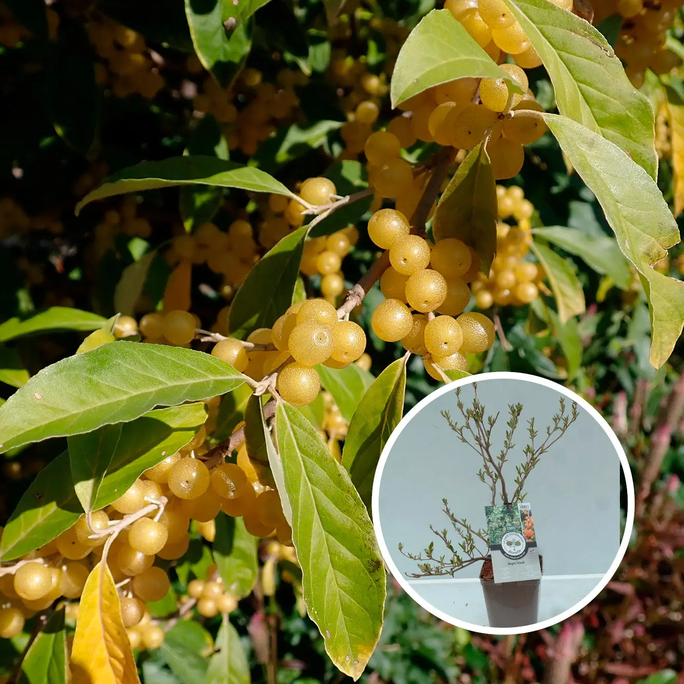 GOUMI FORTUNELLA AB - PLANT