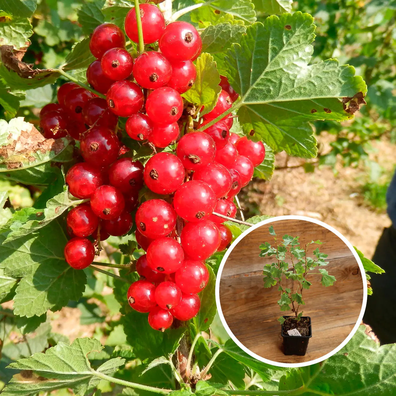 GROSEILLIER À GRAPPE 'JONKHEER VAN TETS' AB - PLANT