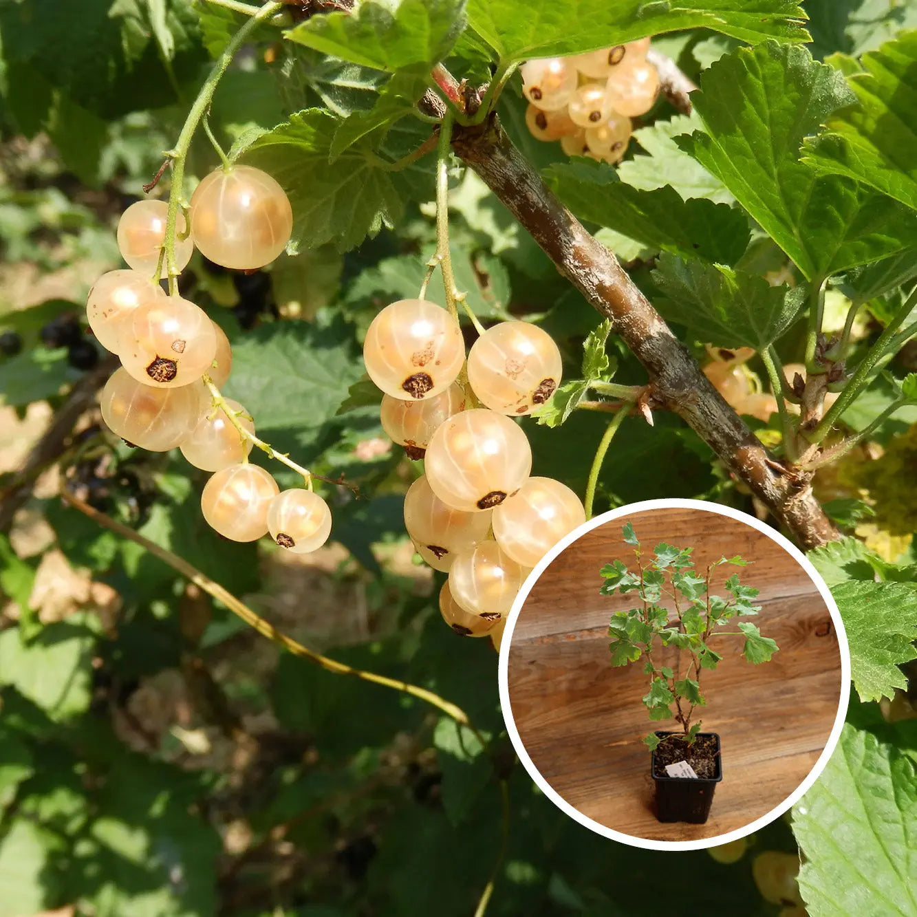 GROSEILLIER À GRAPPES VERSAILLAISE BLANCHE AB - PLANT
