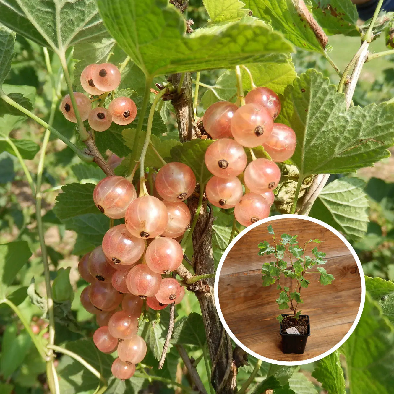 GROSEILLIER GLOIRE DES SABLONS AB - PLANT