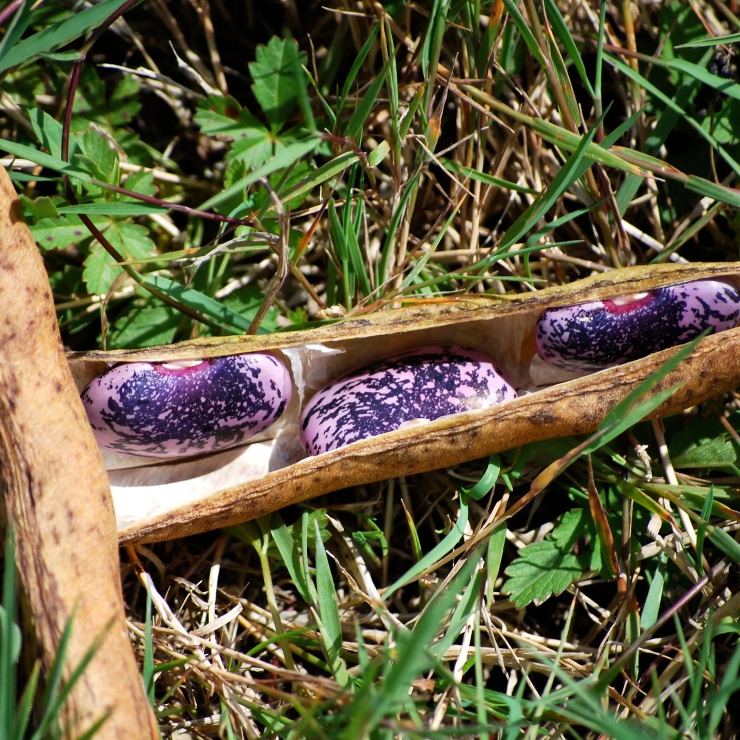 HARICOT D´ESPAGNE SCARLET EMPEROR AB