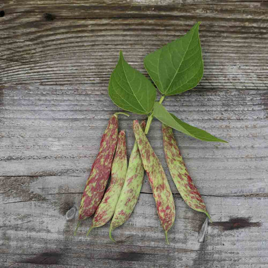 HARICOT NAIN BIG BORLOTTO A ECOSSER AB