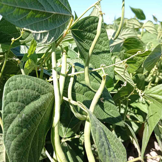 HARICOT NAIN BRAIMAR AB