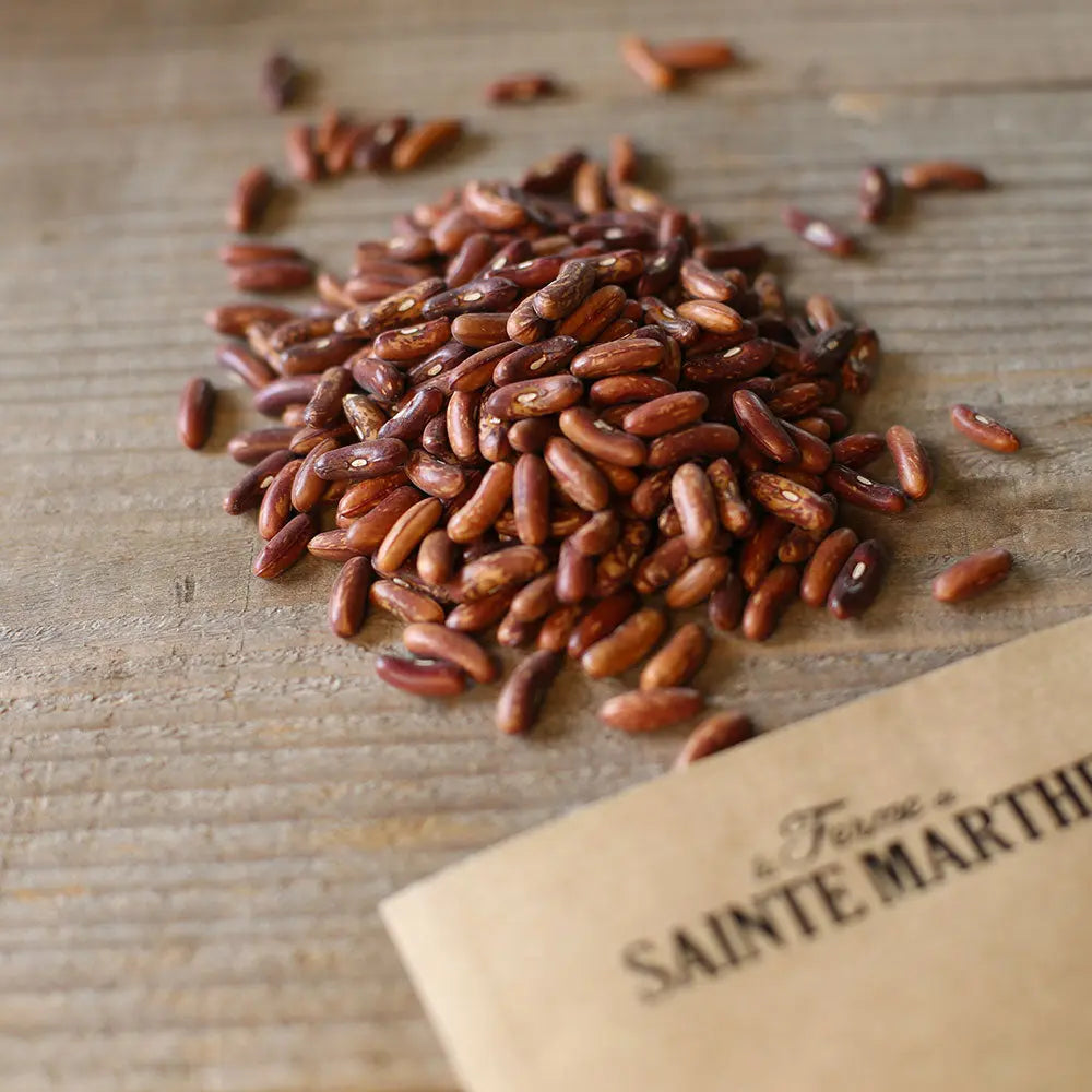 HARICOT NAIN CUPIDON  AB