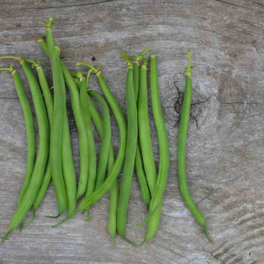 HARICOT NAIN TALISMAN AB