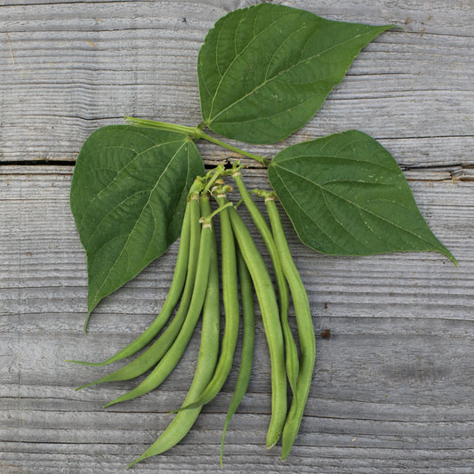 HARICOT NAIN DE BAGNOLS AB