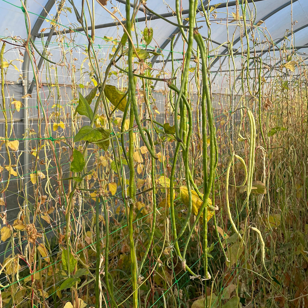 HARICOT SERPENT OU DOLIQUE ASPERGE VERT AB
