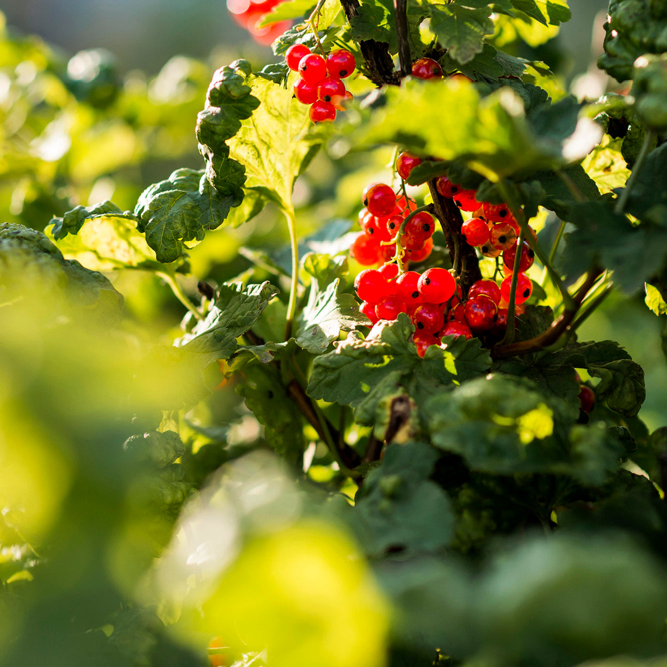 SÉLECTION POUR UNE HAIE GOURMANDE