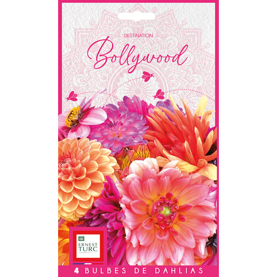 DAHLIA BOLLYWOOD (ASSORTIMENT)