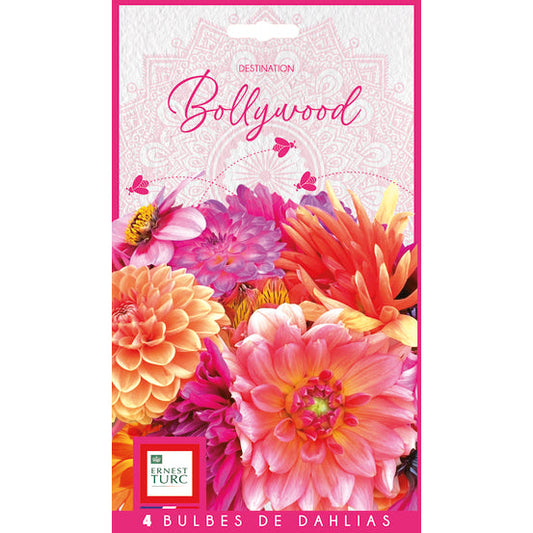 DAHLIA BOLLYWOOD (ASSORTIMENT)