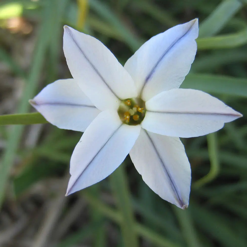 IPHEION UNIFLORUM 'WISLEY BLUE' AB