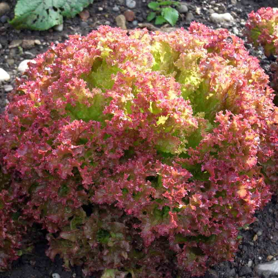 Laitue à couper lollo rossa