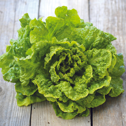 LAITUE BATAVIA BLONDE DE PARIS AB