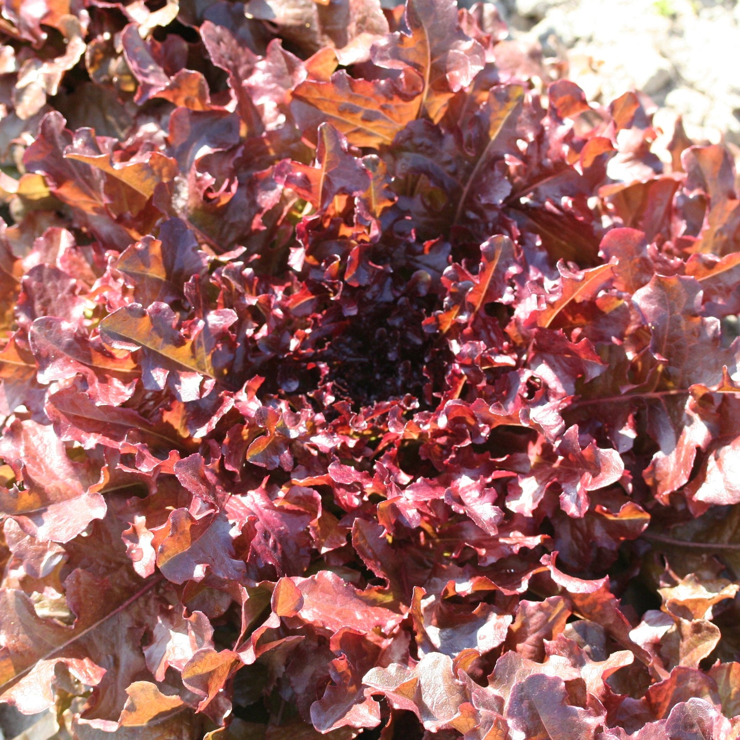 LAITUE A COUPER RED SALAD BOWL AB