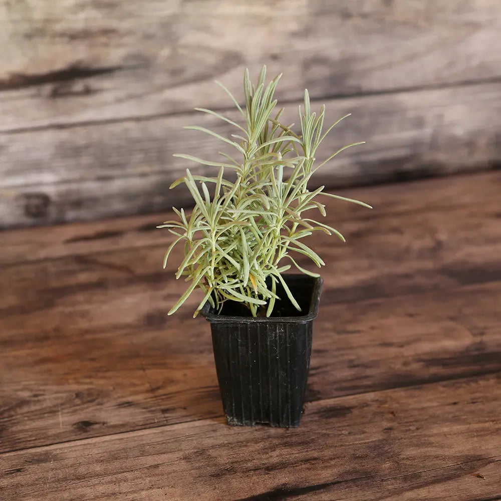 LAVANDE DE GRASSE - PLANT