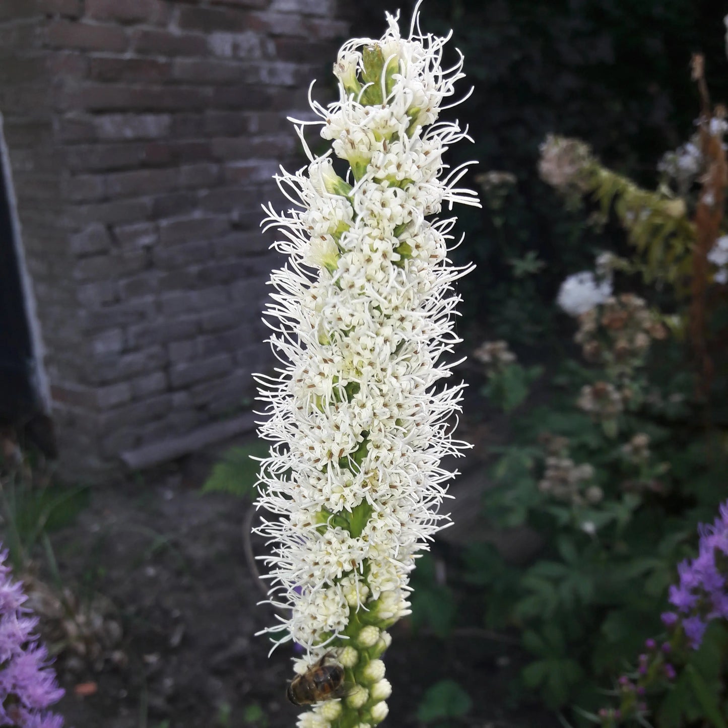 LIATRIS SPICATA FLORISTAN AB