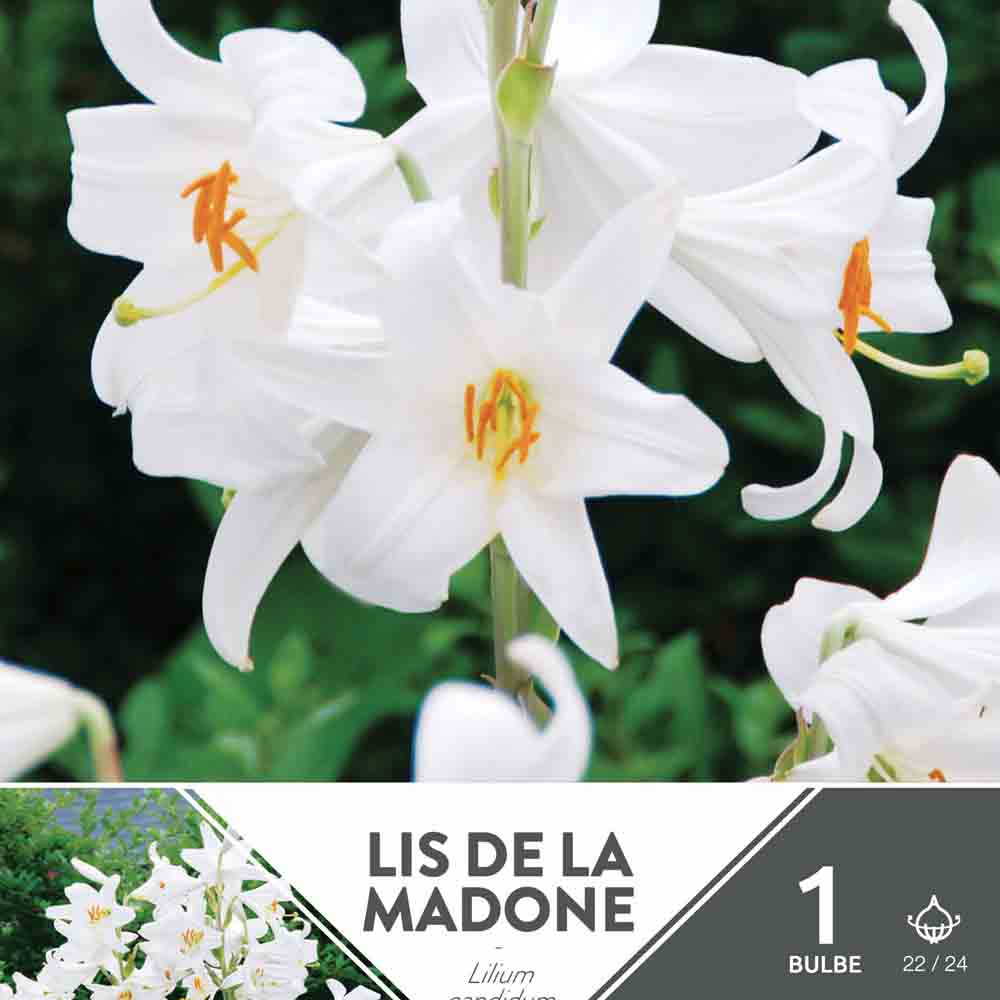 LYS DE LA MADONE (LYS CANDIDUM)